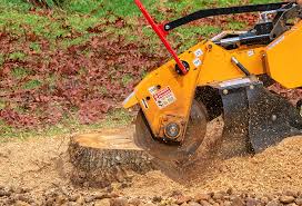 Best Tree Preservation Services  in Gloverville, SC