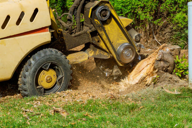 Best Arborist Consultation Services  in Gloverville, SC