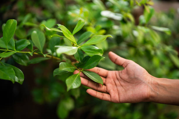 Best Hazardous Tree Removal  in Gloverville, SC