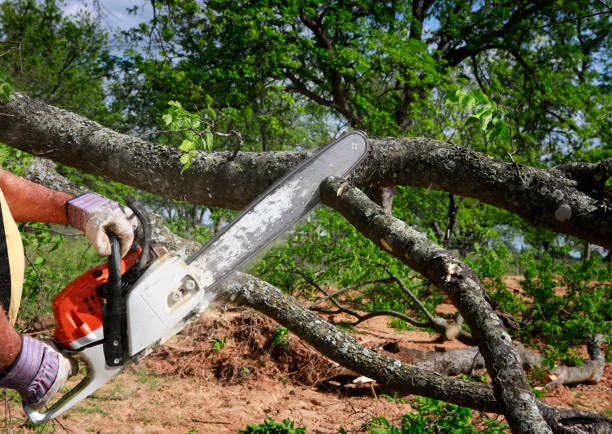 Best Tree Disease Treatment  in Gloverville, SC